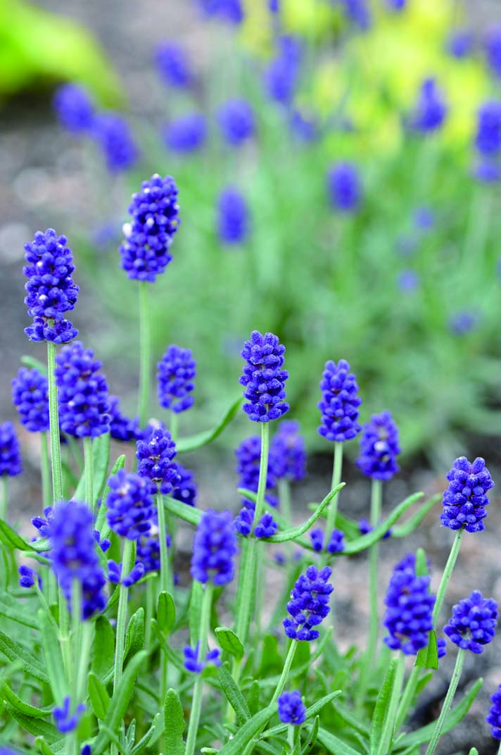 我家種什么植物比較好？園藝達(dá)人分享三大挑選要點(diǎn)